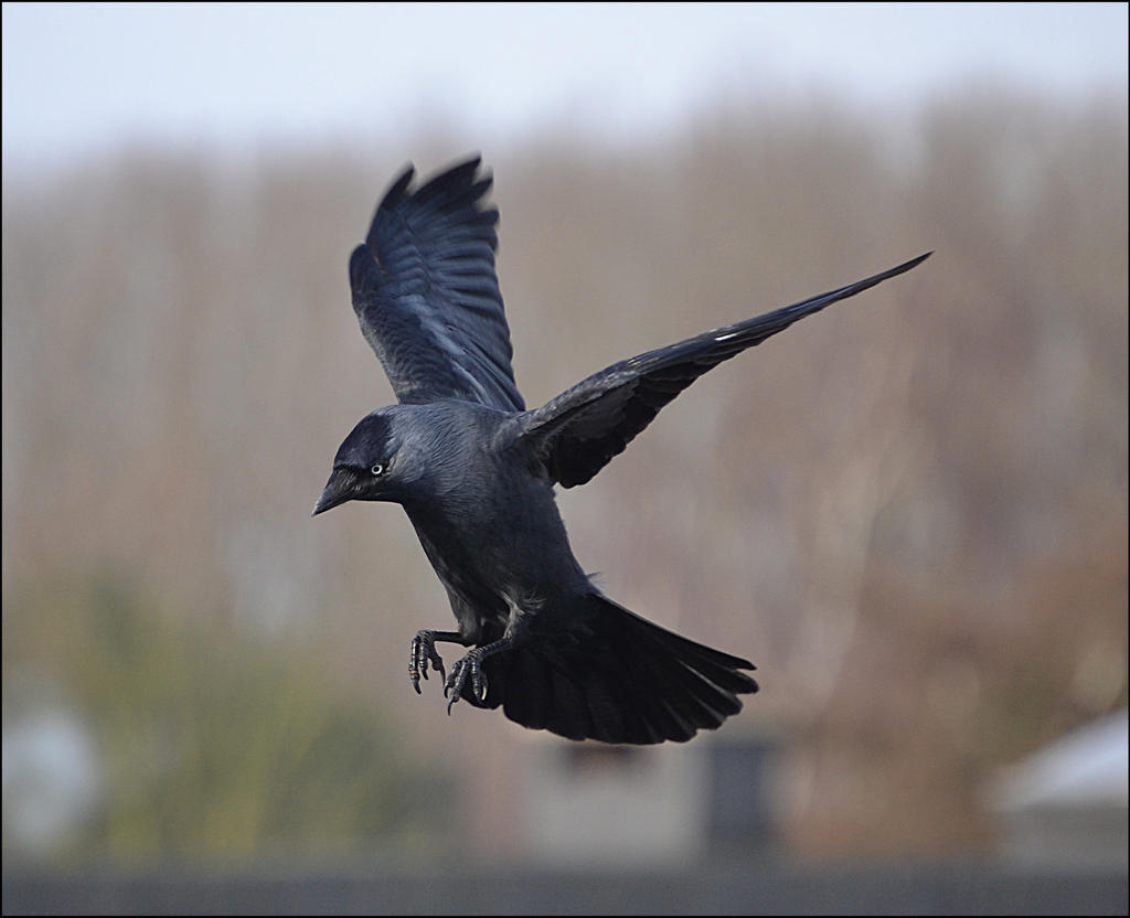 Jackdaw7