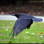 Crow