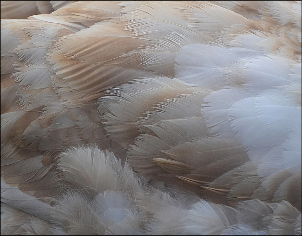 Feather Texture
