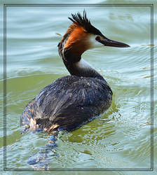 Grebe