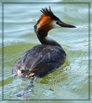 Grebe by FrankAndCarySTOCK