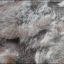 Horse Fur texture