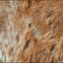 Horse Fur Texture2