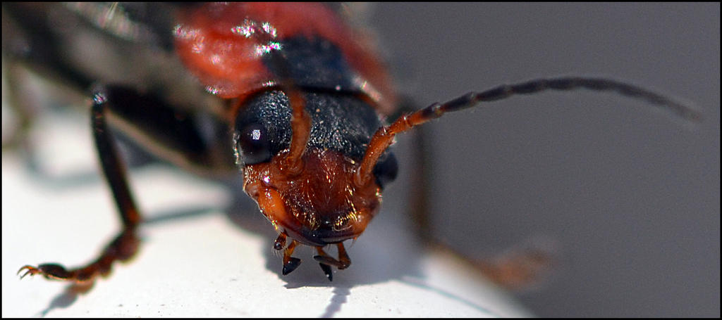 Frank Insect Insect1 by FrankAndCarySTOCK on DeviantArt