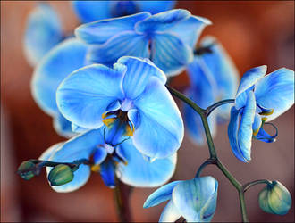 Blue Orchid by FrankAndCarySTOCK
