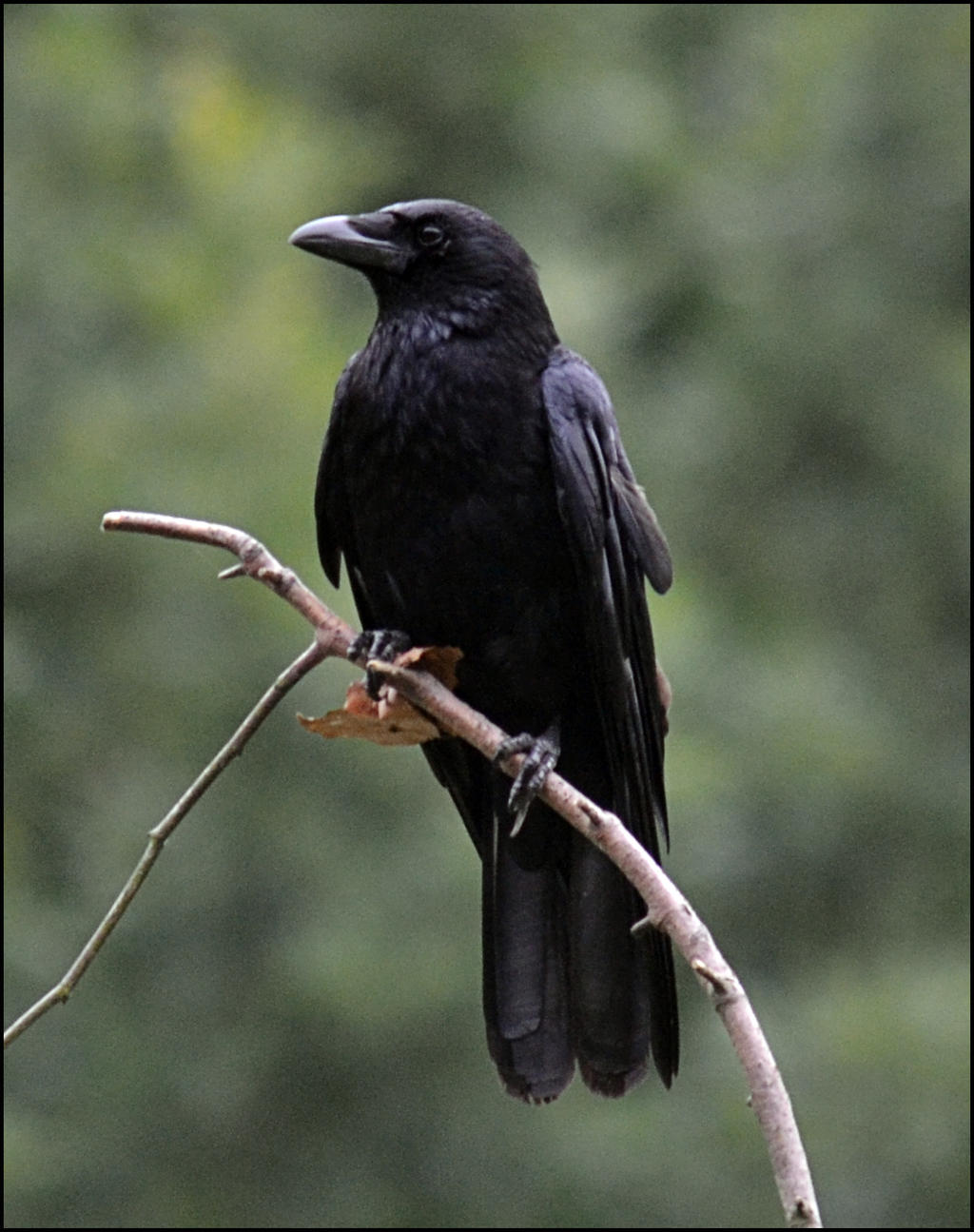 Crow