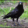Crow