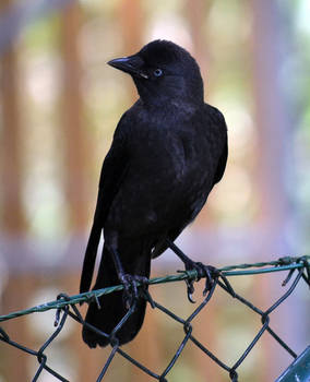 Jackdaw