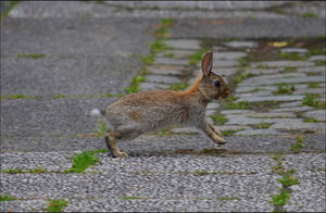 Young Rabbit