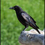 Crow
