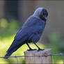 Jackdaw1