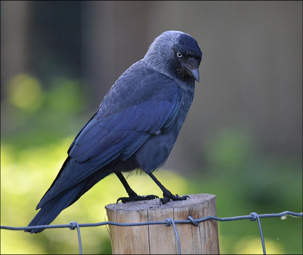 Jackdaw1