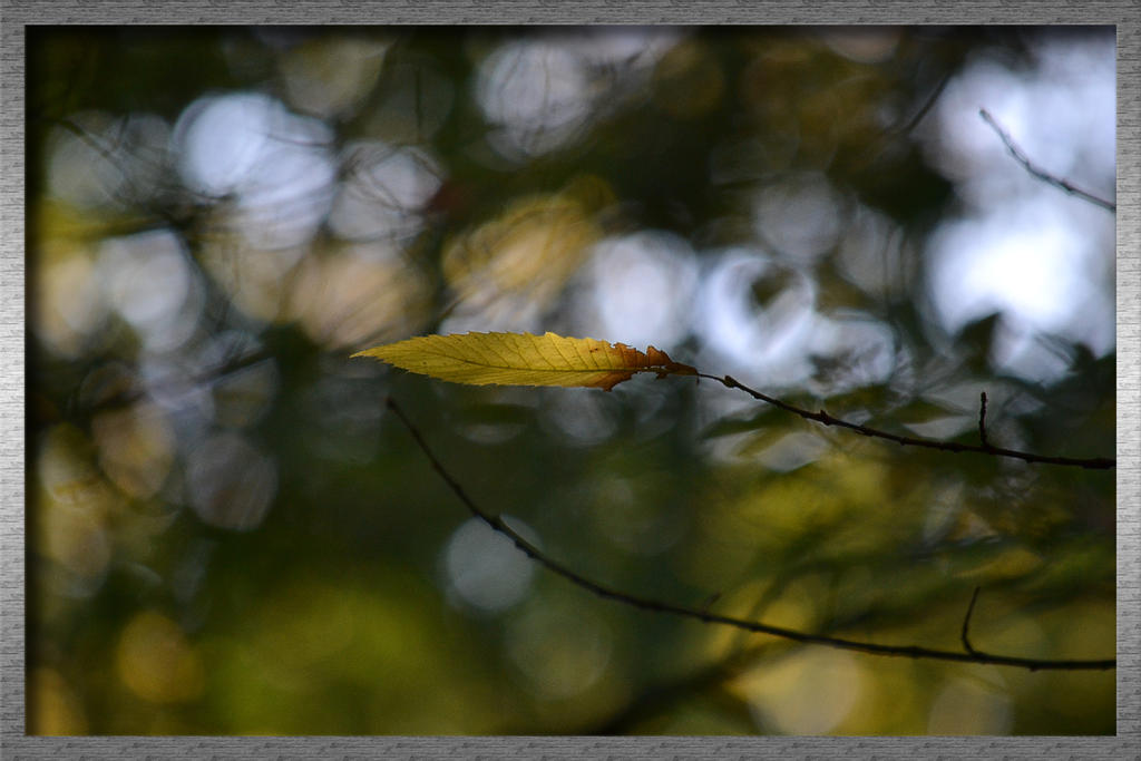 Autumn Leaf