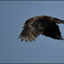 Crow