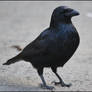 Crow1
