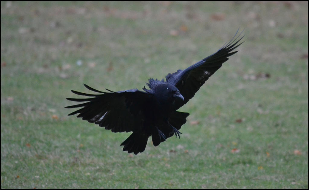 Crow