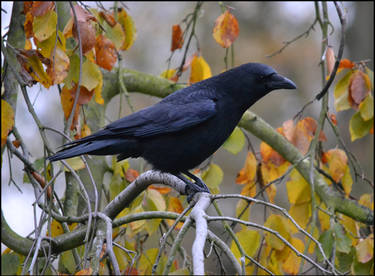 Crow2