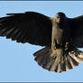 Wings