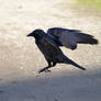 Crow Stock