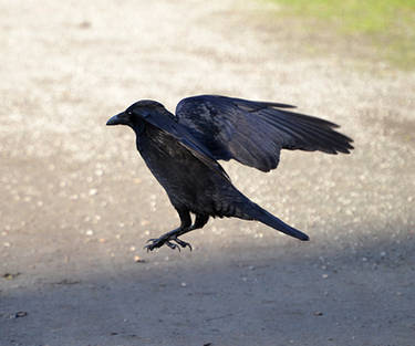 Crow Stock