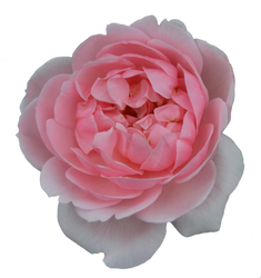 Rose PNG