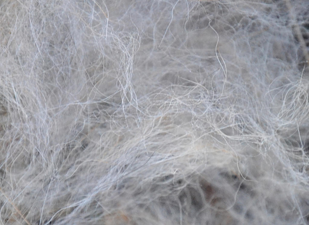 Hairy Texture1