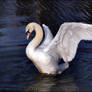 Swan stock
