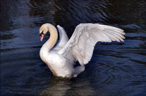 Swan stock