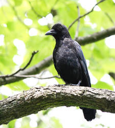 King Crow