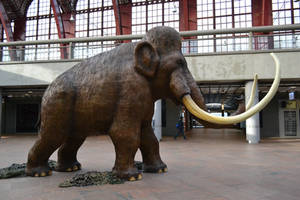 Mammoth stock by FrankAndCarySTOCK
