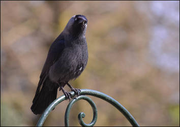 Jackdaw
