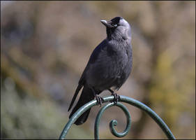 Jackdaw2
