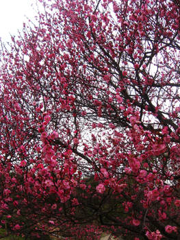 Plum Blossoms 9