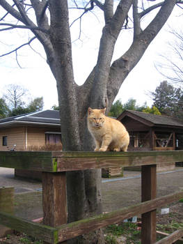 Ginger kitty