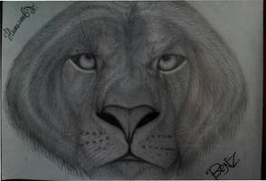 lion