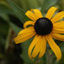 Black-Eyed Susan