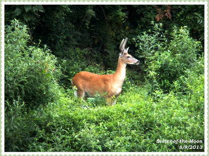 Beautiful Buck