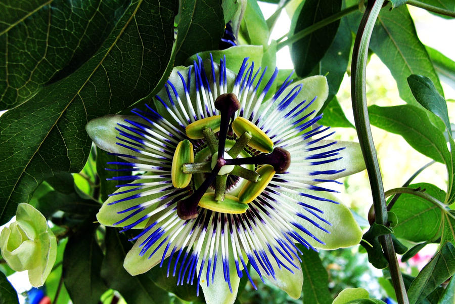 Blue Passion Flower