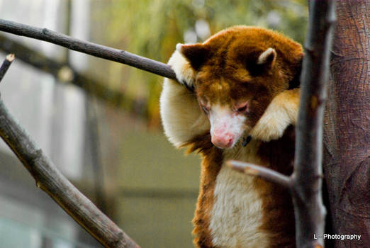 Tree Kangaroo