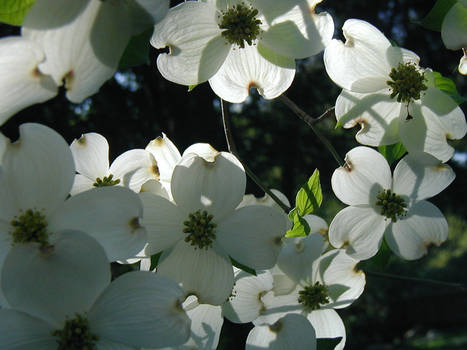 Dogwood