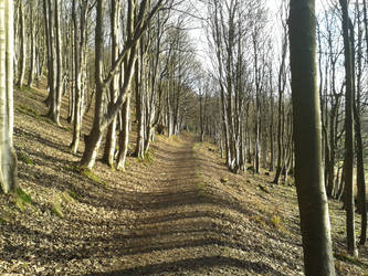 Ochil Walk