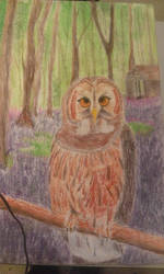 Owl Drawing 1