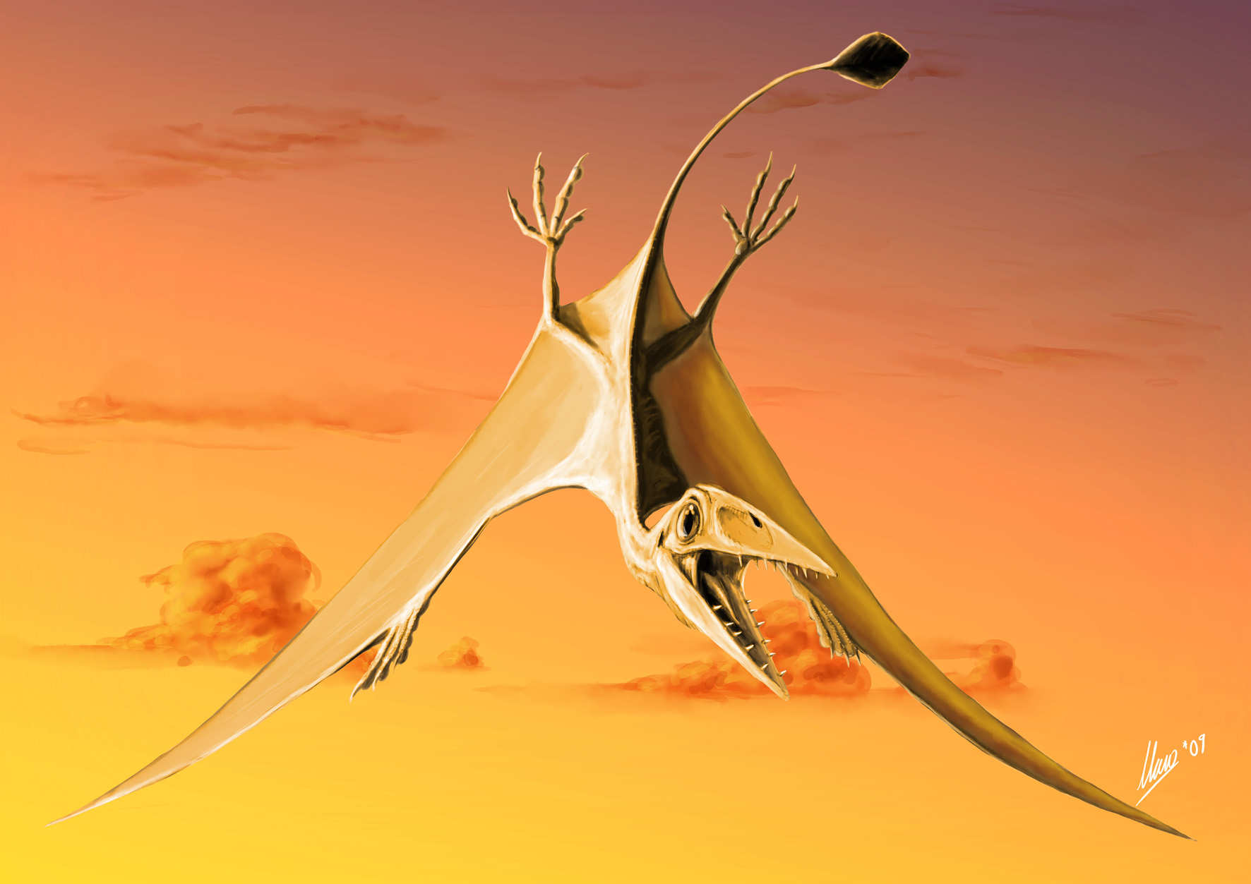 Ramphorhynchus