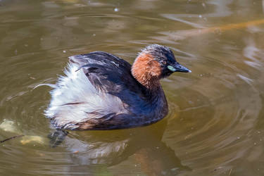 Tachybaptus ruficollis