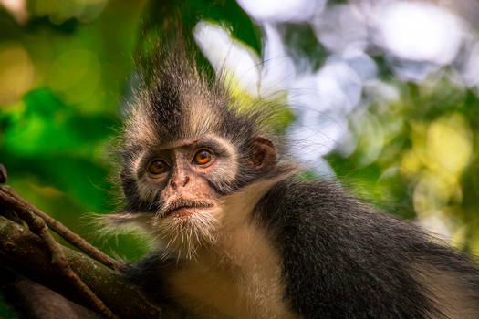 Presbytis thomasi, Thomas's langur