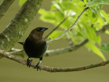 Explore the Best Brown headed cowbird Art DeviantArt Explore the Best Brown headed cowbird Art DeviantArt