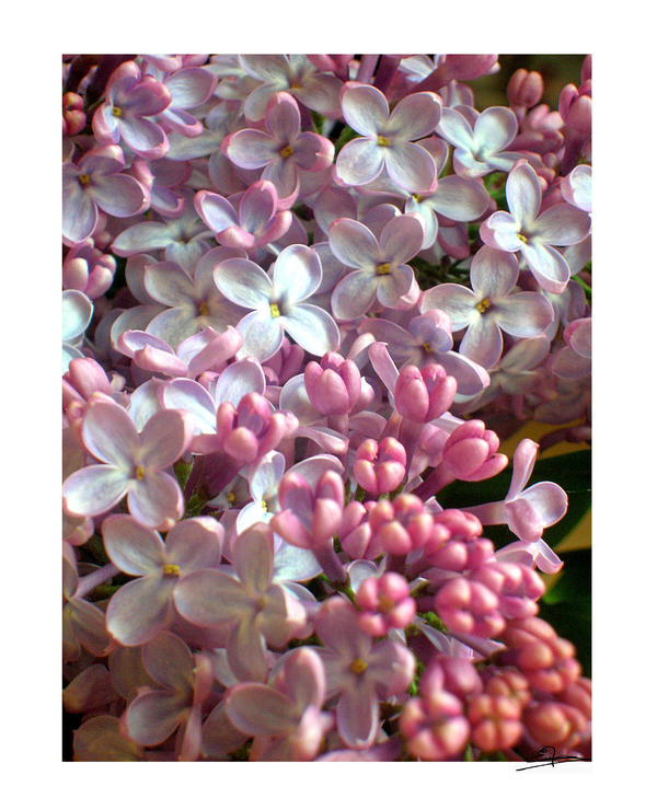 Lilas 2