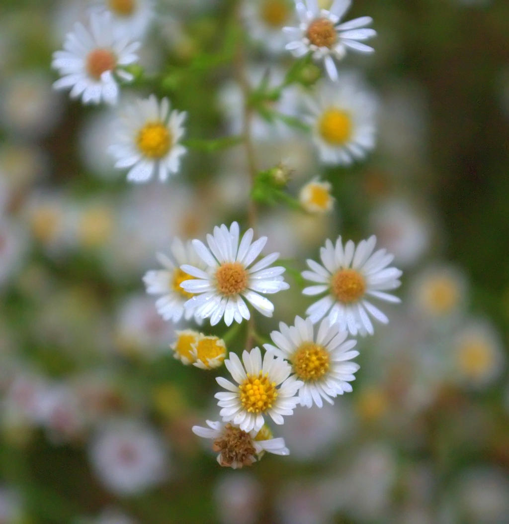 Fleabane