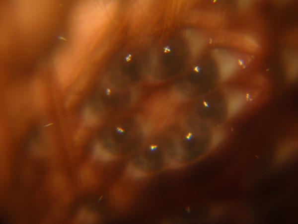 Spider View Strnth Spiders view by samejam on DeviantArt
