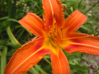 Flowers In The Breeze